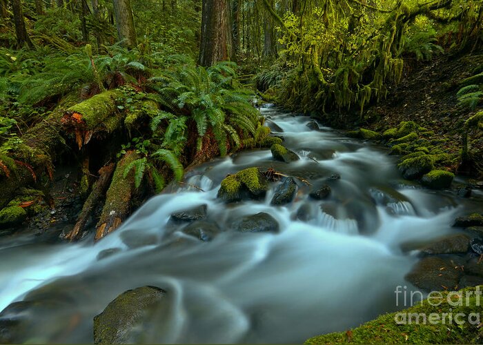 Olympic National Park Greeting Card featuring the photograph Streaming Around The Ferns by Adam Jewell