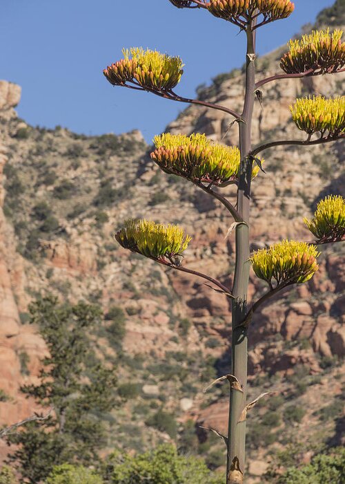 Century Plant Greeting Card featuring the photograph Stretching Tall by Laura Pratt