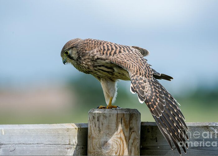 Kestrel's Stretching Greeting Card featuring the photograph Stretching by Torbjorn Swenelius