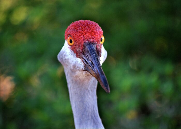 Sand Hill Crane Greeting Card featuring the photograph Strike a Pose by Adele Moscaritolo