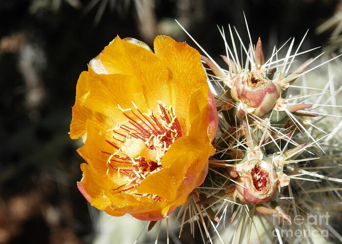 Yellow Cactus Greeting Card featuring the photograph Striking pose by Barbara Leigh Art