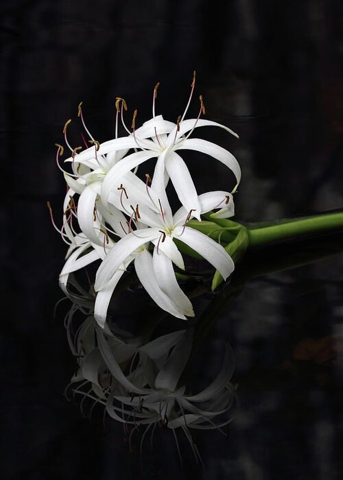 Wildflower Greeting Card featuring the photograph String Lily #1 by Paul Rebmann