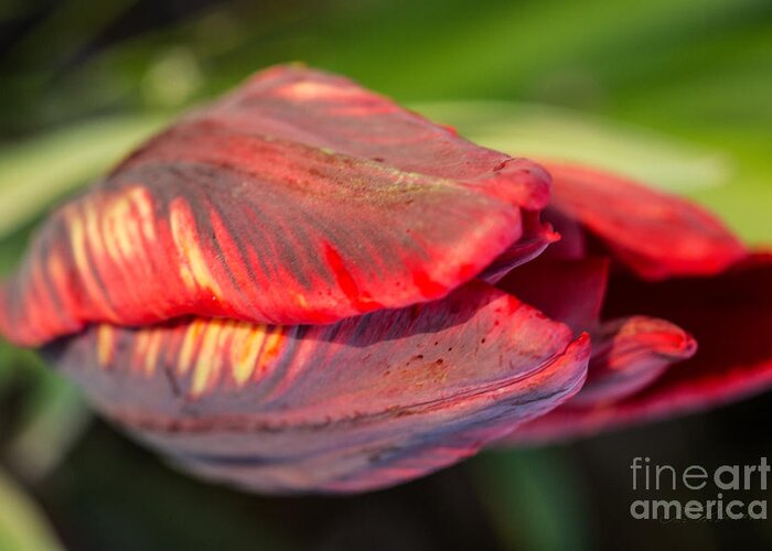 Iris Holzer Richardson Greeting Card featuring the photograph Striped red Tulip by Iris Richardson