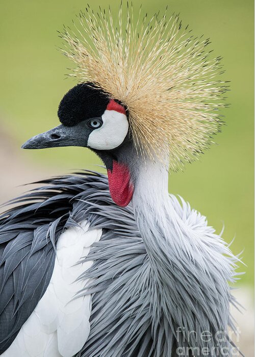 Cincinnati Zoo Bird Crown Crowned Crane Pretty Greeting Card featuring the photograph Strutting my Stuff by Ed Taylor