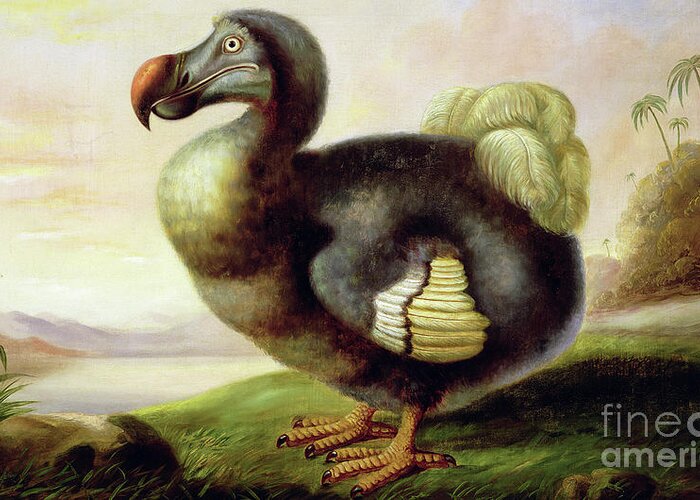 Dodo Greeting Card featuring the painting Study of a Dodo by F Hart