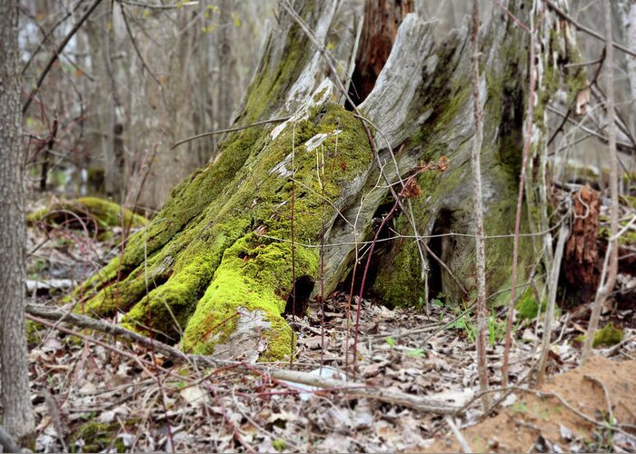 Moss Greeting Card featuring the photograph Stump With Moss by Sean Seal