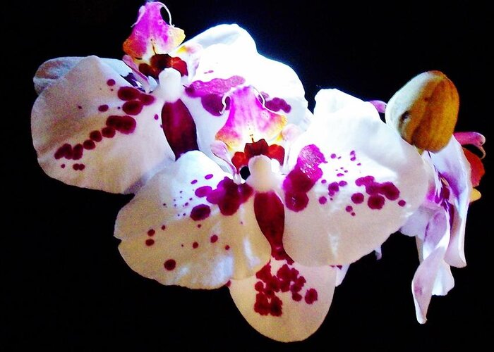 Orchids Greeting Card featuring the photograph Stunning Twin Orchids by Sharon Ackley