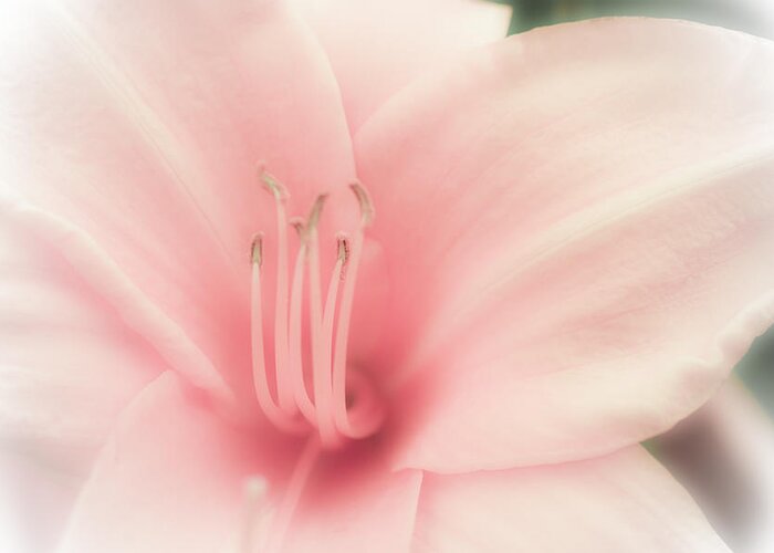 Flower Greeting Card featuring the photograph Subtle and Pink by Jason Moynihan