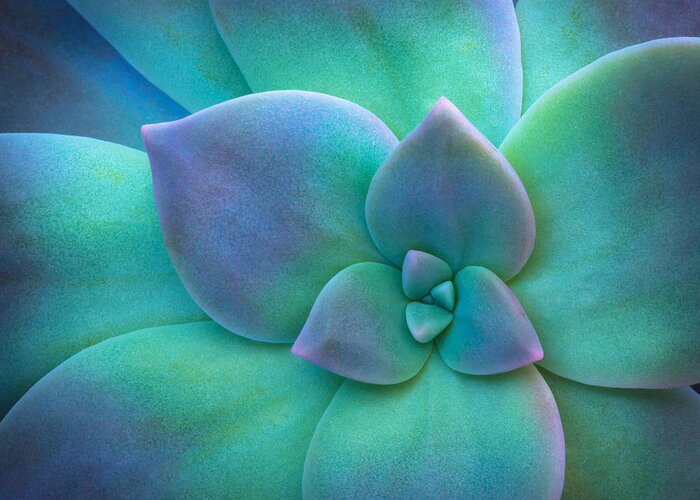 Succulent Greeting Card featuring the photograph Succulent by Christopher Johnson