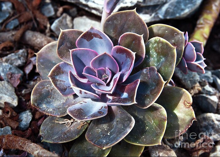 Succulent Plant Poetry Greeting Card featuring the photograph Succulent Plant Poetry by Silva Wischeropp