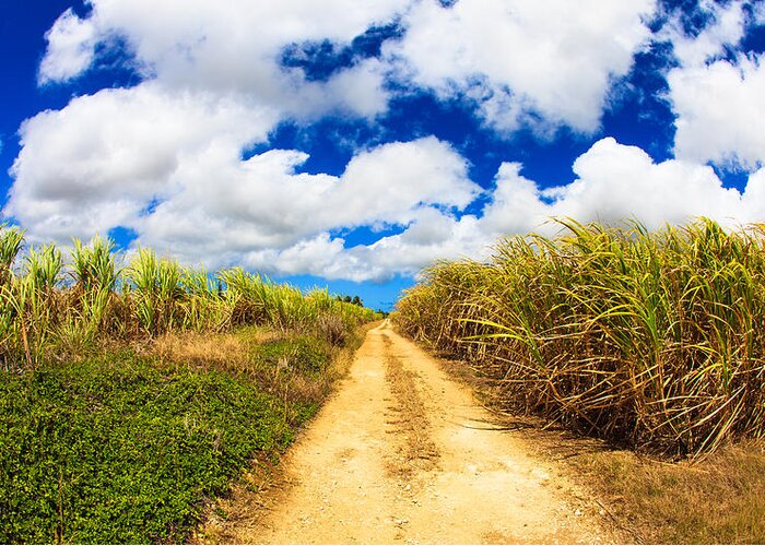 Barbados Greeting Card featuring the photograph Sugarcane Fields by Raul Rodriguez