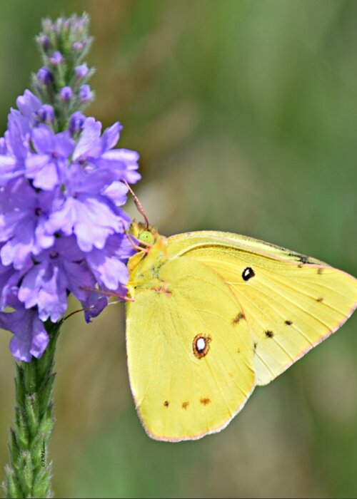 Sulfur Butterfly Greeting Card featuring the photograph Sulfur Butterfly by Kathy M Krause