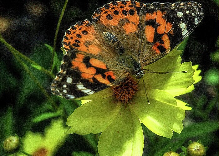 Butterfly Greeting Card featuring the photograph Summer beauty by Bruce Carpenter