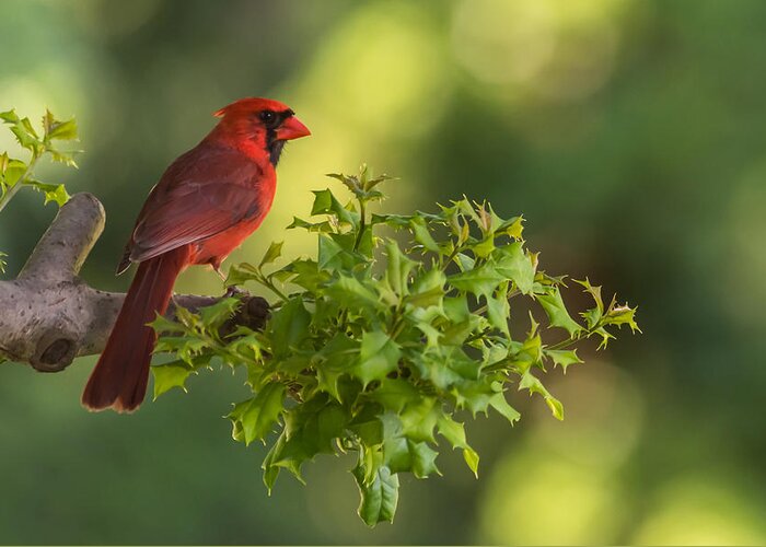 Terry Deluco Greeting Card featuring the photograph Summer Cardinal New Jersey by Terry DeLuco