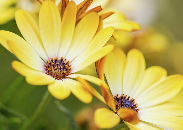 African Daisy Greeting Card featuring the photograph Summer Daisies by Tanya C Smith