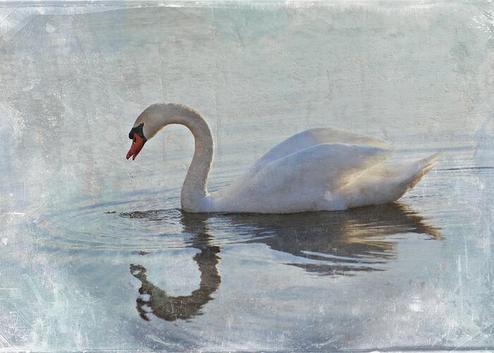 Swan Greeting Card featuring the photograph Summer Drift by Jill Love