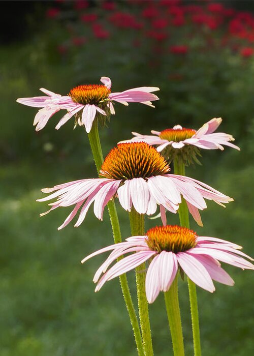 Purple Coneflower Greeting Card featuring the photograph Summer Echinacea I by Marianne Campolongo