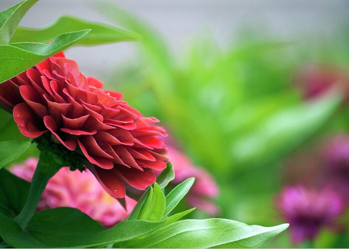 Flower Greeting Card featuring the photograph Summer Garden by Elsa Santoro
