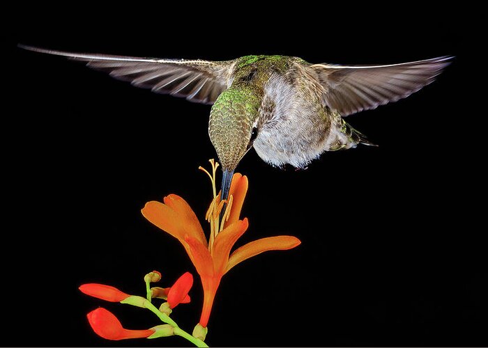 Animal Greeting Card featuring the photograph Summer Hummer by Briand Sanderson