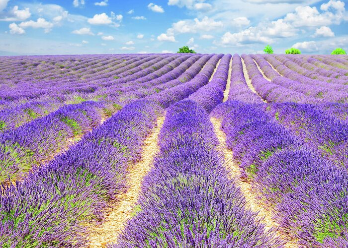 Lavender Greeting Card featuring the photograph Summer in Provence by Anastasy Yarmolovich