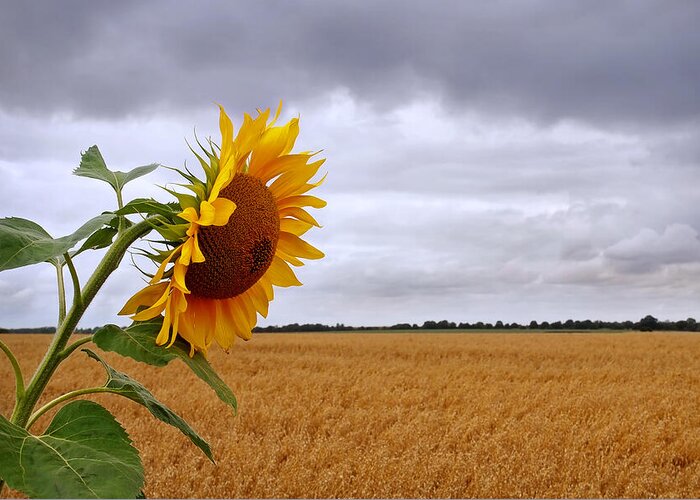 Sunflower Greeting Card featuring the photograph Summer Storm - Sunflower at Harvest Time by Gill Billington