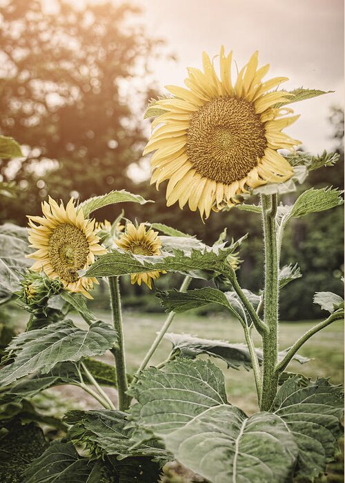 Sunflowers Greeting Card featuring the photograph Summer Sun by Heather Applegate