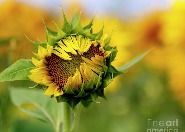 Kg Photography Greeting Card featuring the photograph Summer Sunflower by KG Photography