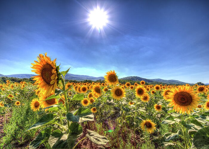 Sunflowers Greeting Card featuring the photograph Summer Sunflowers by David Pyatt