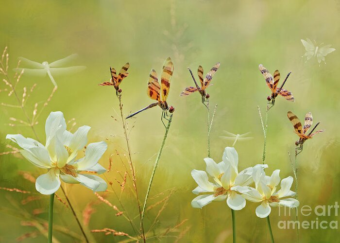 Dragonflies Greeting Card featuring the photograph Summer Symphony by Bonnie Barry