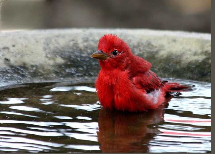Nature Greeting Card featuring the photograph Summer Tanager in Bird Bath by Sheila Brown
