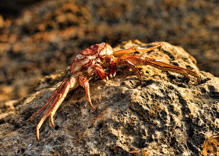 Crab Greeting Card featuring the photograph Sun-Baked Spider Crab by Brian Governale