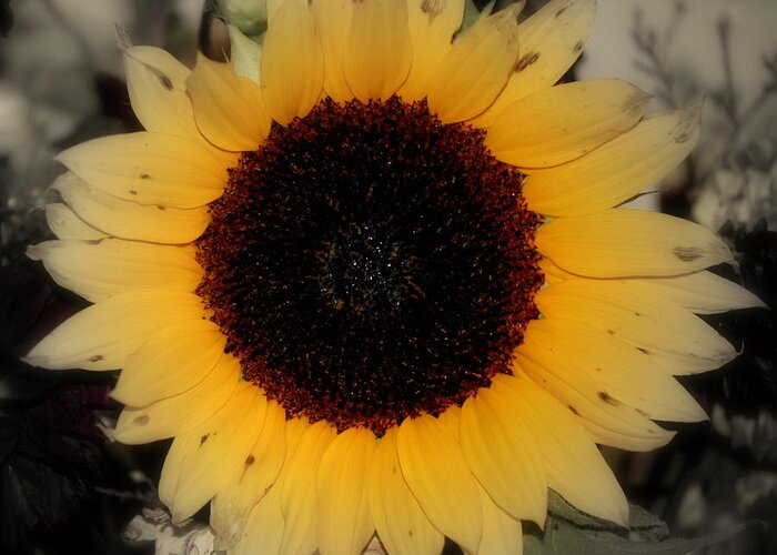 Sunflower Greeting Card featuring the photograph Sun-Faded by Trudi Southerland