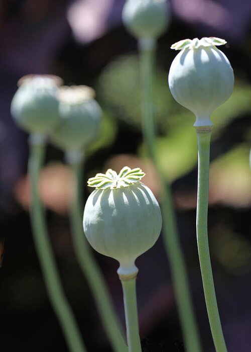 Poppy Greeting Card featuring the photograph Sun Kissed Poppy Pods by Tammy Pool