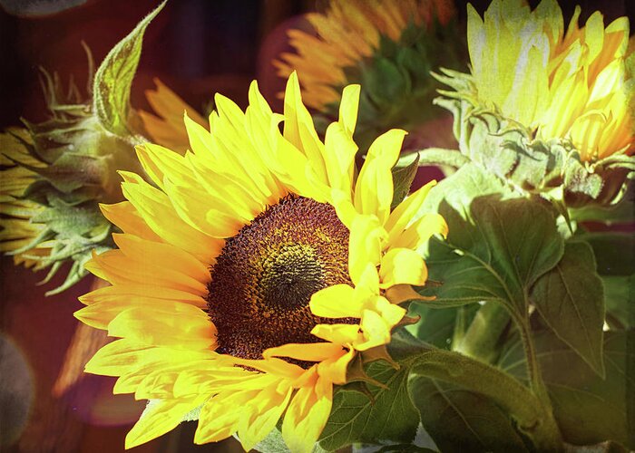 Sunflower Greeting Card featuring the photograph Sun of the Flower by Michael Hope