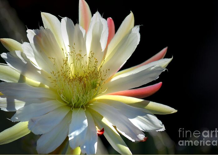 Cereus Cactus Greeting Card featuring the photograph Sun Splashed by Deb Halloran