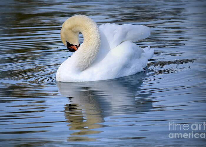 Trumpeter Swan Greeting Card featuring the photograph Sunday at the Lake by Deb Halloran