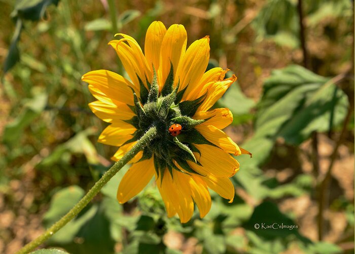 Sunflower Greeting Card featuring the photograph Sunflower 182 with Lady Bug by Kae Cheatham
