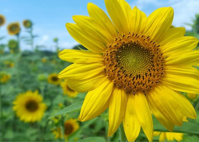 Sunflower Greeting Card featuring the photograph Sunflower 4 by Stacy Abbott