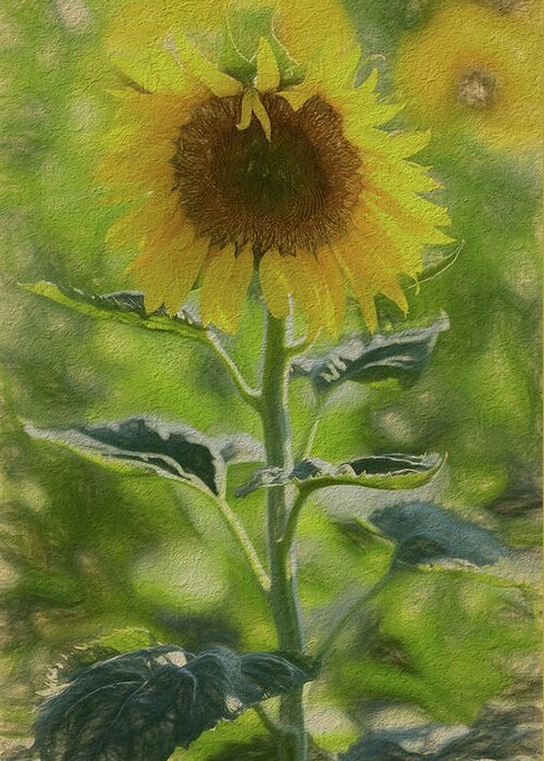 Sunflower Greeting Card featuring the photograph Sunflower Abstract by Stephen Stookey