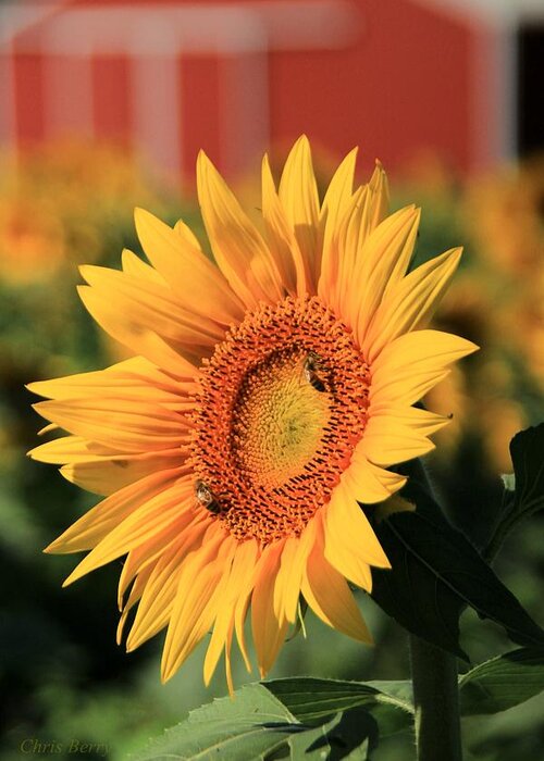 Farm Greeting Card featuring the photograph Sunflower and Red Barn by Chris Berry