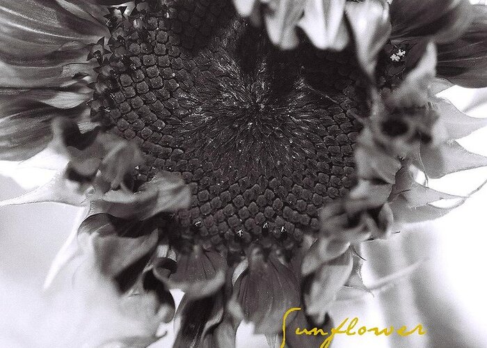 Flower Greeting Card featuring the photograph Sunflower by AnnaJanessa PhotoArt