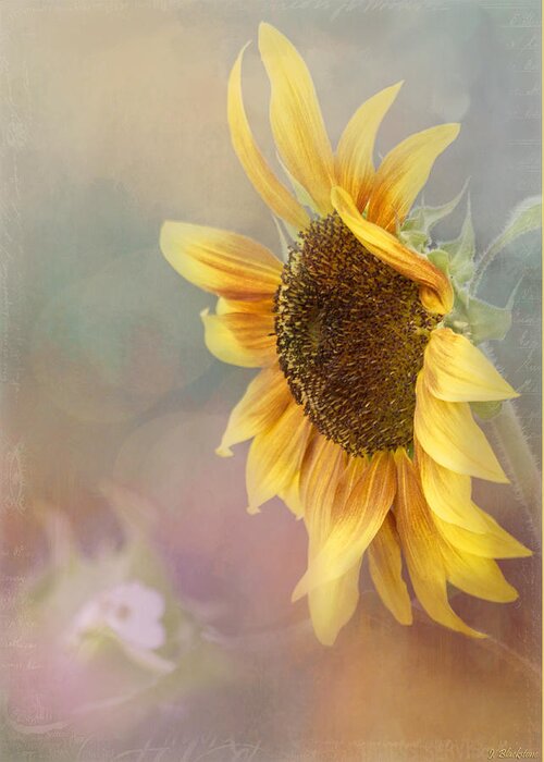 Be The Sunflower Greeting Card featuring the photograph Sunflower Art - Be The Sunflower by Jordan Blackstone