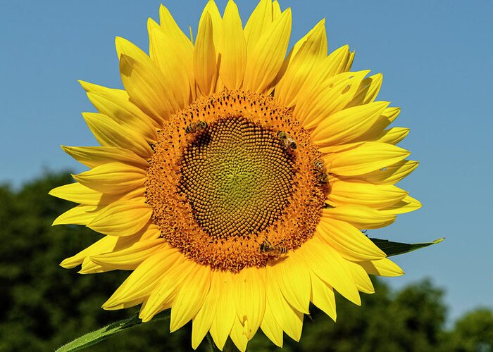 Sunflower Greeting Card featuring the photograph Sunflower Beauty by Roberta Kayne