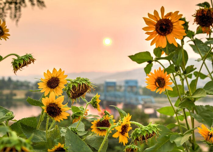Sunflower Greeting Card featuring the photograph Sunflower Blue Bridge by Brad Stinson