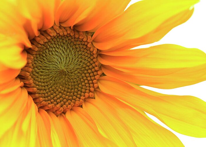 Flower Greeting Card featuring the photograph Sunflower by Bob Cournoyer