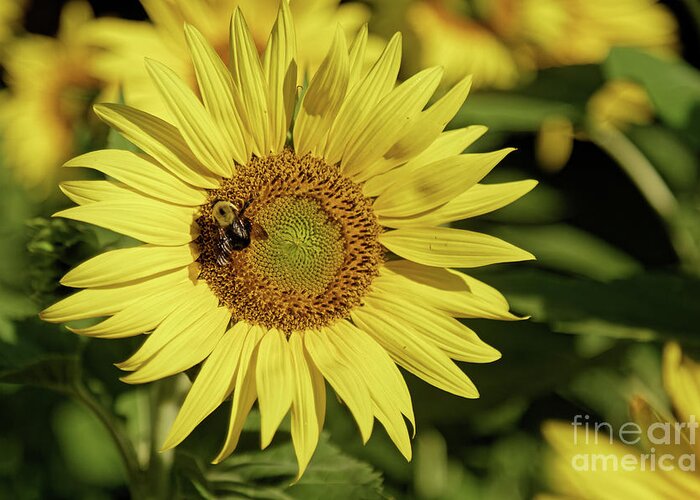 Sunflower Greeting Card featuring the photograph Sunflower Bumble by Natural Focal Point Photography