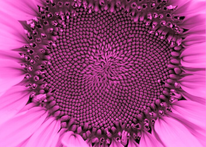 Terry D Photography Greeting Card featuring the photograph Sunflower Centered Pink by Terry DeLuco