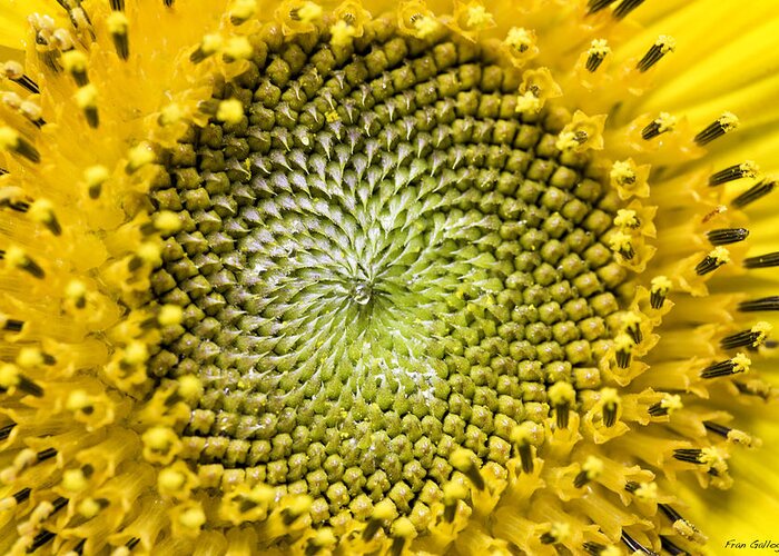 Sunflower Greeting Card featuring the photograph Sunflower Central by Fran Gallogly