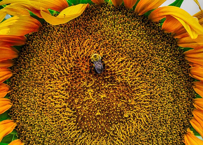 Maryland Greeting Card featuring the photograph Sunflower Close Up 3 by Leah Palmer