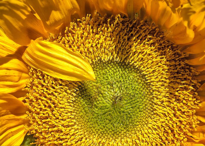 Sunflower Greeting Card featuring the digital art Sunflower Closeup by Dick Pratt